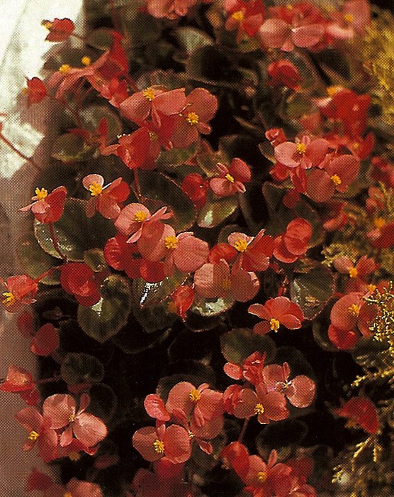 B. ‘Thousand Wonders Pink’